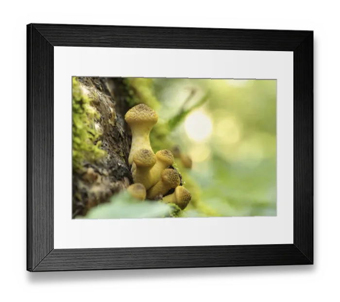 Framed Print : Mushrooms growing on a tree trunk in the forest