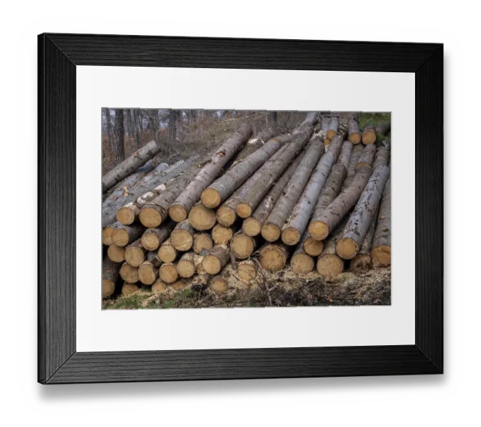 Framed Print : Forest pine and spruce trees. Log trunks pile