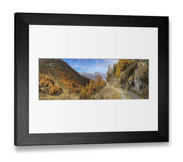 Framed Print : Hiking trail and autumnal larch forests Framed Print : Hiking trail and autumnal larch forests