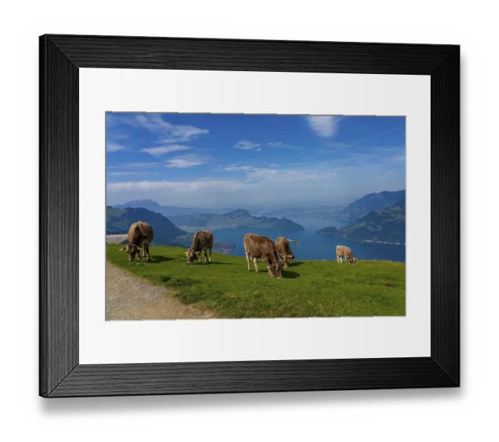 Framed Print : House cows grazing in the Swiss mountains