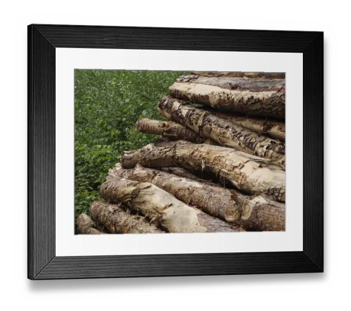 Framed Print : Stacked tree trunks in the forest with visible bark