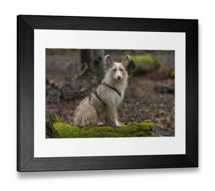 Framed Print : Podengo Portugues bitch (rough coat) on a mossy tree trunk in the forest looks interested Framed Print : Podengo Portugues bitch (rough coat) on a mossy tree trunk in the forest looks interested
