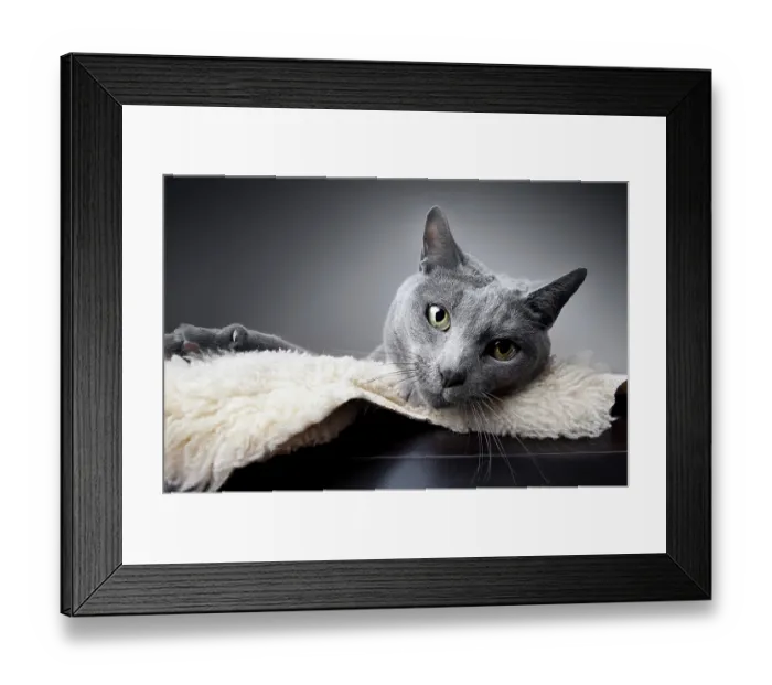 Framed Print : Portrait of a Russian Blue Pedigree Cat Framed Print : Portrait of a Russian Blue Pedigree Cat