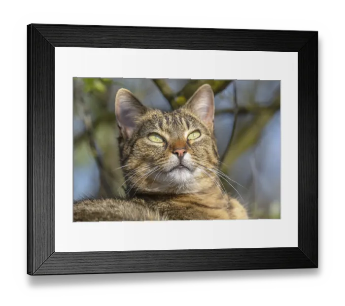 Framed Print : Portrait of a Young tabby cat resting in the sun in spring Framed Print : Portrait of a Young tabby cat resting in the sun in spring