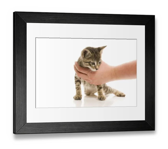 Framed Print : Adorable young cat in woman's hand