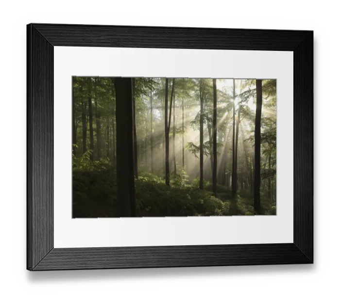 Framed Print : Spring beech forest after a few days of rain in a foggy morning