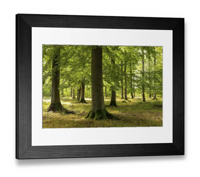 Framed Print : Bright rays of sunlight penetrate the foliage of the beech trees in a lush forest with tall