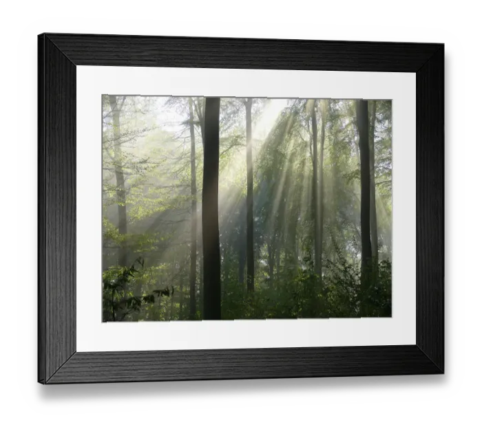 Framed Print : Deciduous forest in spring, fog in the forest Framed Print : Deciduous forest in spring, fog in the forest