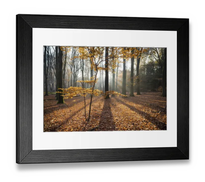 Framed Print : Sun shines through autumn trees in a forest Framed Print : Sun shines through autumn trees in a forest