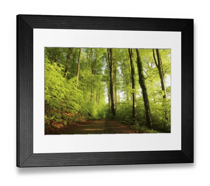 Framed Print : Trail through spring beech forest during sunrise Framed Print : Trail through spring beech forest during sunrise