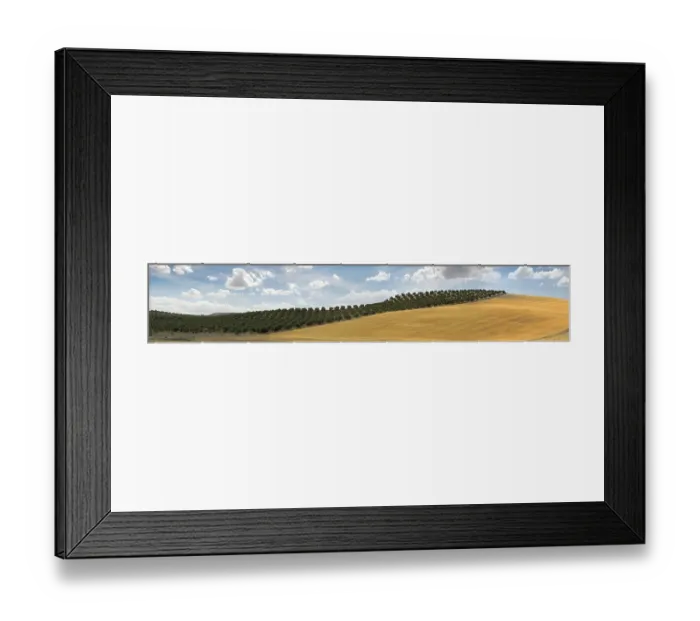 Framed Print : Panoramic image of olive plantation and cloudy sky Framed Print : Panoramic image of olive plantation and cloudy sky