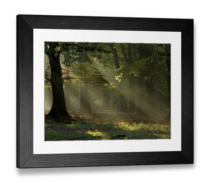 Framed Print : Beech forest with fog and warm sunshine in autumn