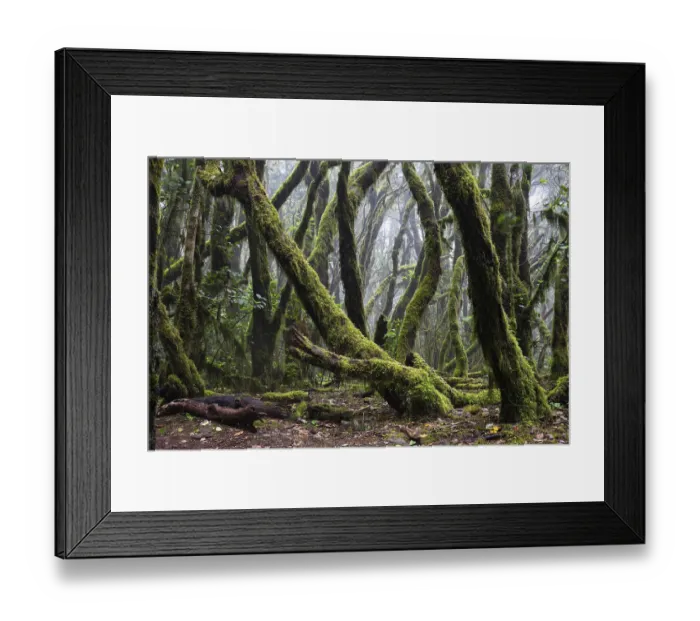 Framed Print : Laurel forest in Garajonay National Park Framed Print : Laurel forest in Garajonay National Park