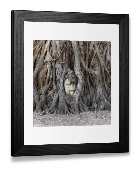 Framed Print : Buddha head embedded in a Banyan tree at Wat Mahathat Maha That