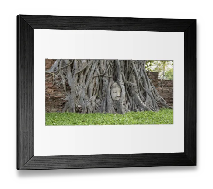 Framed Print : Head of a Buddha statue, grown in roots Framed Print : Head of a Buddha statue, grown in roots