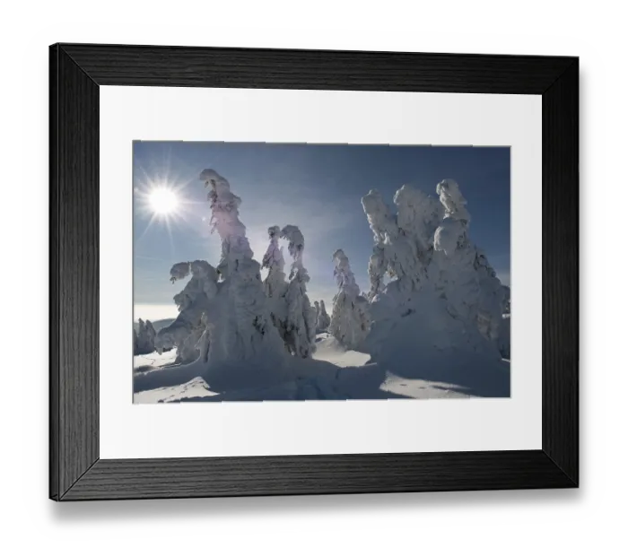 Framed Print : Backlit snow-covered pines, winter on Mt Brocken in the Harz