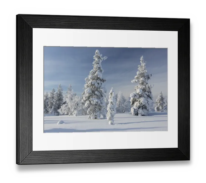 Framed Print : Snowy fir forest, Saariselkae, Finland, Europe