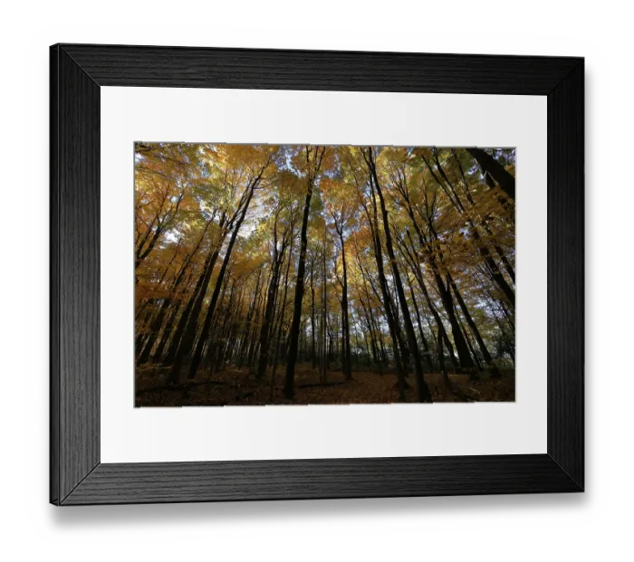 Framed Print : Nature, autumnal forest, view from below into the tree tops