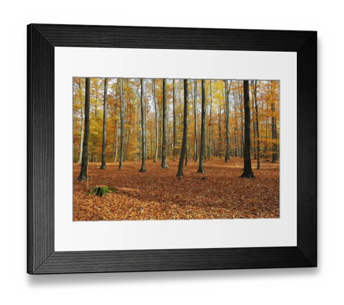 Framed Print : Beech forest in autumn, beech forest in fall