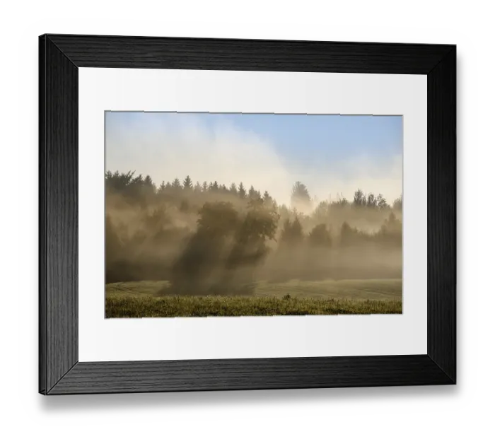 Framed Print : Sunbeams shine through forest in the morning mist Framed Print : Sunbeams shine through forest in the morning mist