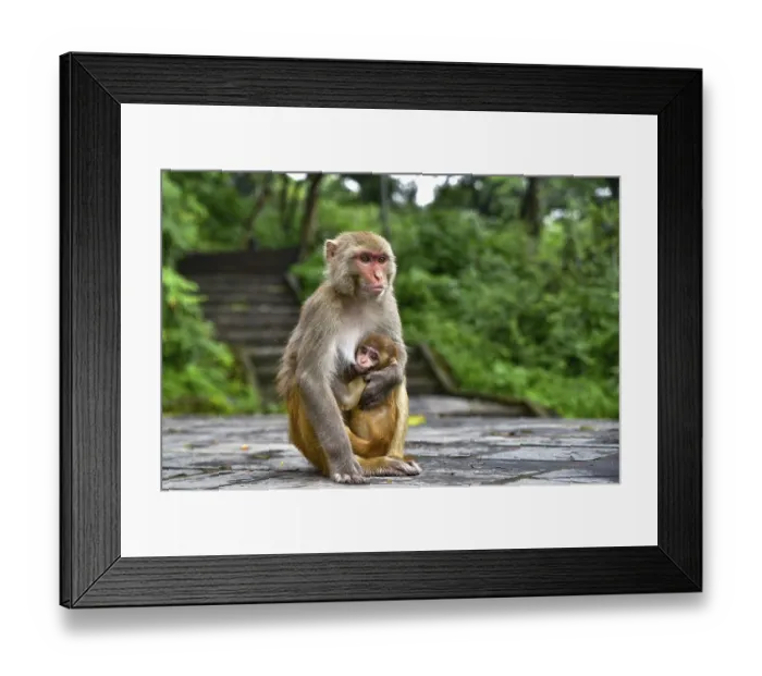 Framed Print : Monkeys at Swayambhu, Monkey Temple Framed Print : Monkeys at Swayambhu, Monkey Temple