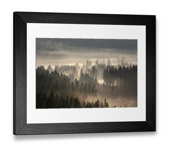 Framed Print : Forest in the morning light, Black Forest mountain range