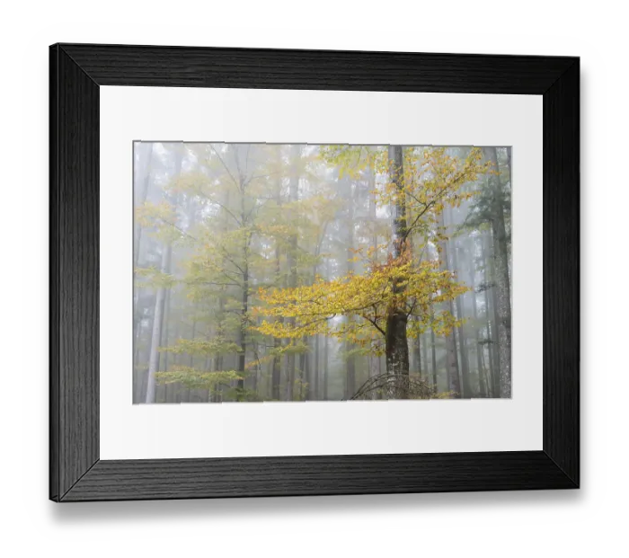 Framed Print : Fog in an autumnal European Beech or Common Beech forest (Fagus sylvatica) Framed Print : Fog in an autumnal European Beech or Common Beech forest (Fagus sylvatica)