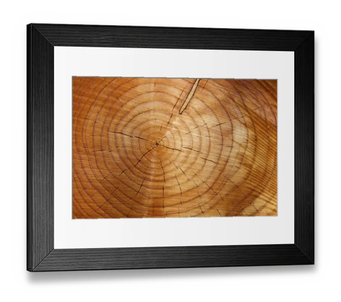 Framed Print : Many annual rings on a tree trunk Framed Print : Many annual rings on a tree trunk
