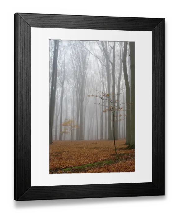Framed Print : Misty autumn beech forest, ground covered by fallen leaves