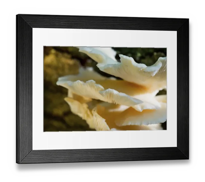 Framed Print : White fungus on tree in forest