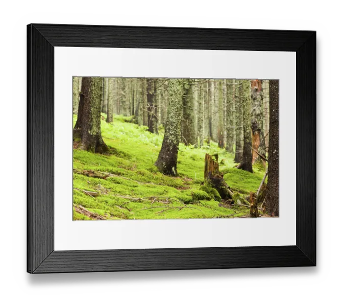 Framed Print : Green forest with old trees with lichen and moss Framed Print : Green forest with old trees with lichen and moss
