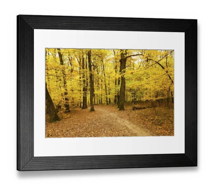 Framed Print : Fall forest and path way between the trees Framed Print : Fall forest and path way between the trees