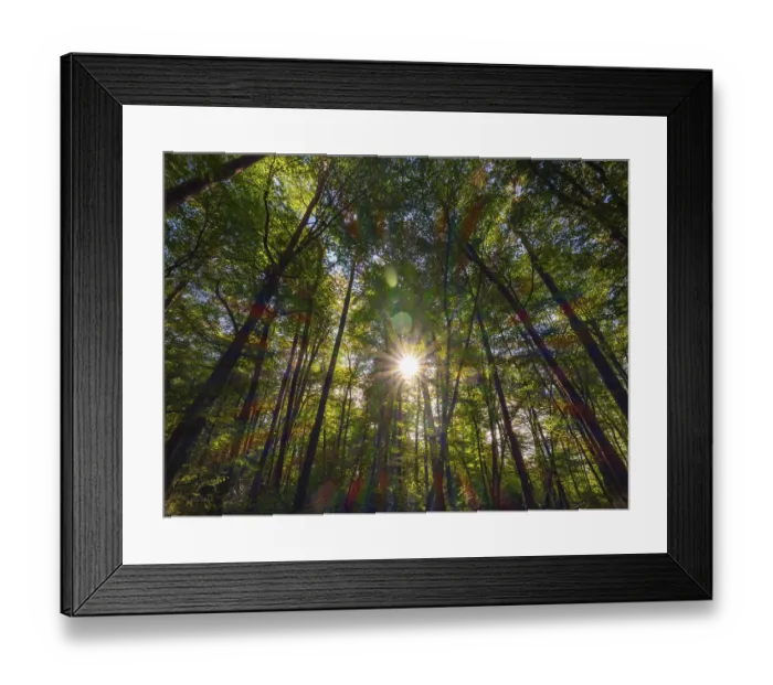 Framed Print : Forest with deciduous trees against the light