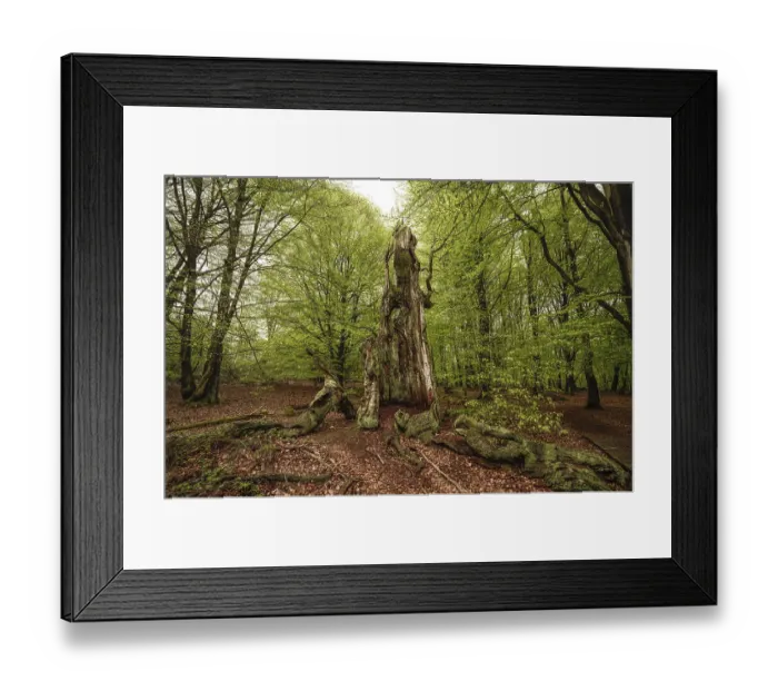 Framed Print : Dead tree trunk in the Sababurg primeval forest Framed Print : Dead tree trunk in the Sababurg primeval forest