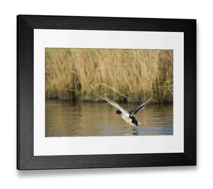 Framed Print : Wild male duck flying up from the water