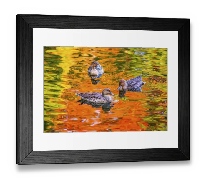 Framed Print : Pond duck with autumn leaves being reflected
