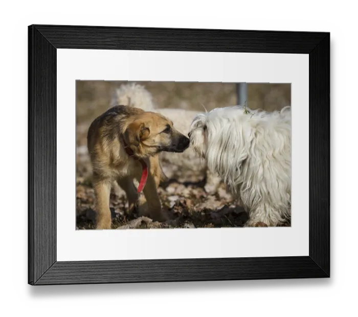 Framed Print : Two dogs sniff each other very carefully