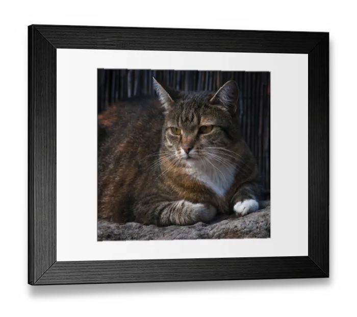 Framed Print : Hauskatze Framed Print : Hauskatze