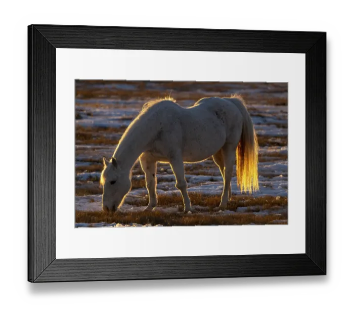 Framed Print : Horse in Winter at sunset Saskatchewan Canada Framed Print : Horse in Winter at sunset Saskatchewan Canada
