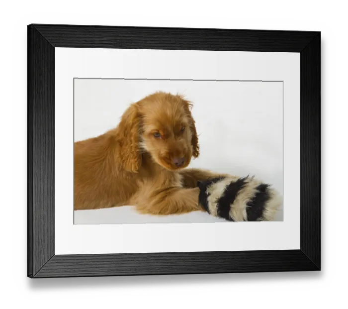 Framed Print : Red Cocker Spaniel puppy on a light background