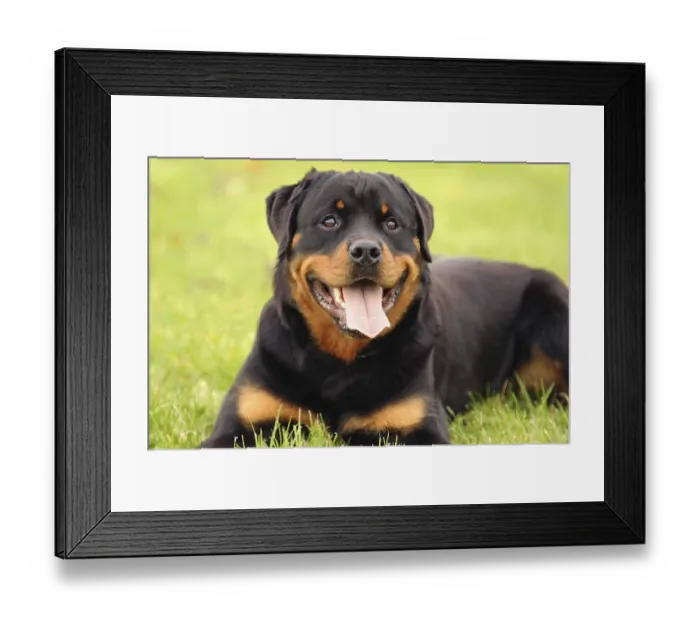Framed Print : Rottweiler 9 Framed Print : Rottweiler 9