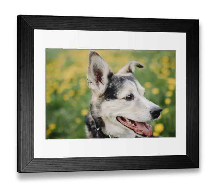 Framed Print : Close-up of a dog with an alert expression surrounded by yellow dandelions Framed Print : Close-up of a dog with an alert expression surrounded by yellow dandelions