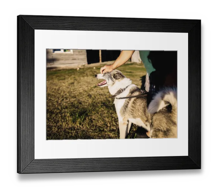 Framed Print : A large dog being petted by a person in a sunlit outdoor area
