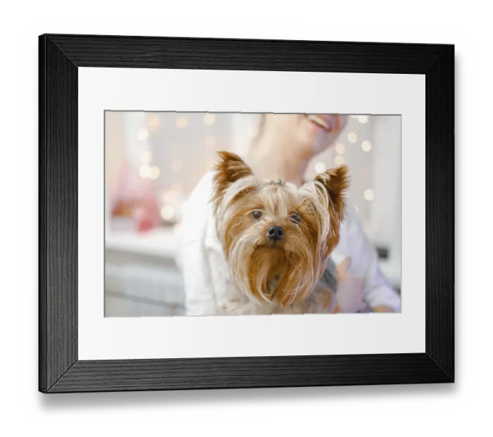 Framed Print : Yorkshire Terrier with a relaxed and smiling look
