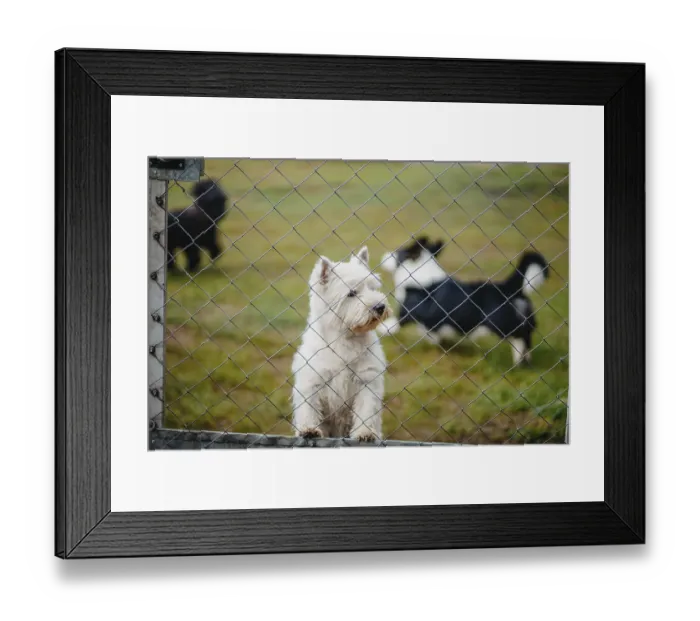 Framed Print : A white dog looks through a chain-link fence at other dogs Framed Print : A white dog looks through a chain-link fence at other dogs