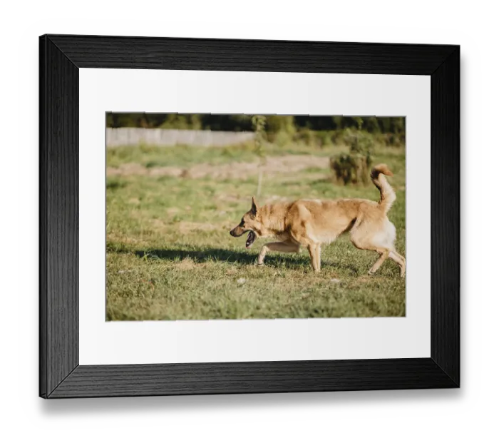 Framed Print : A tan dog walking calmly through a grassy landscape