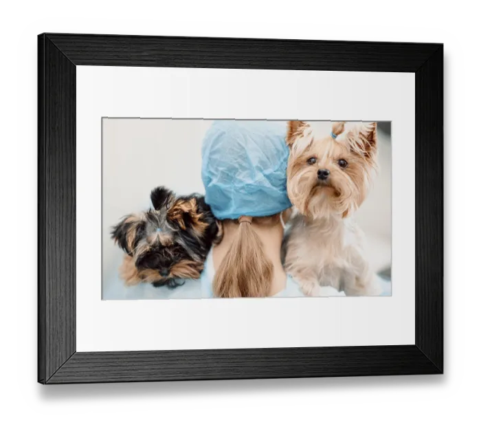Framed Print : Person in blue gown holding two small dogs