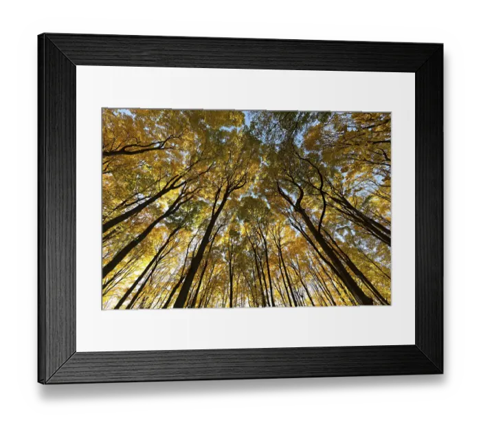Framed Print : Nature, autumnal forest, view from below into the tree tops
