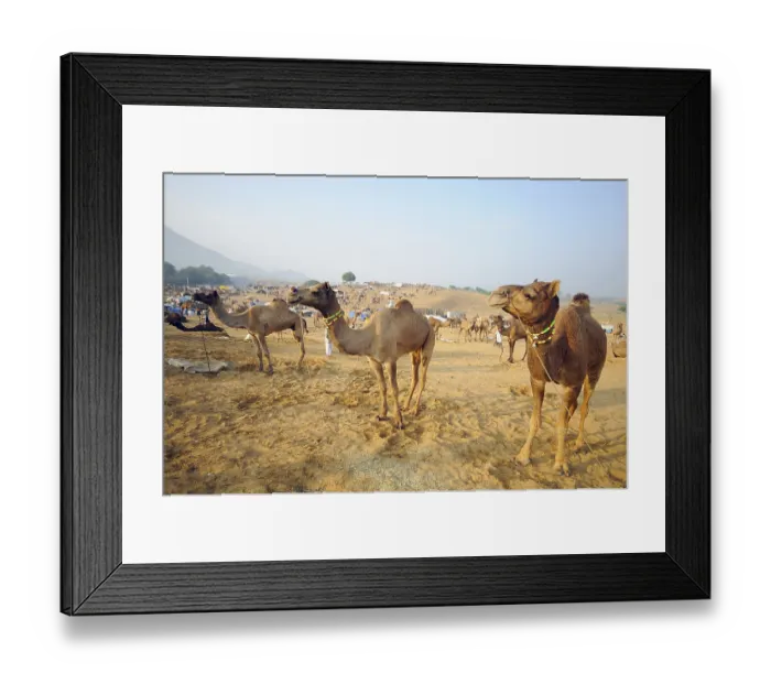 Framed Print : Camels at pushkar fair, Rajasthan, India, Asia