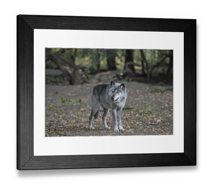 Framed Print : Wolf (Canis lupus) Framed Print : Wolf (Canis lupus)